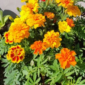 Mudas de Tagetes Patula - Yama Flores Funchal