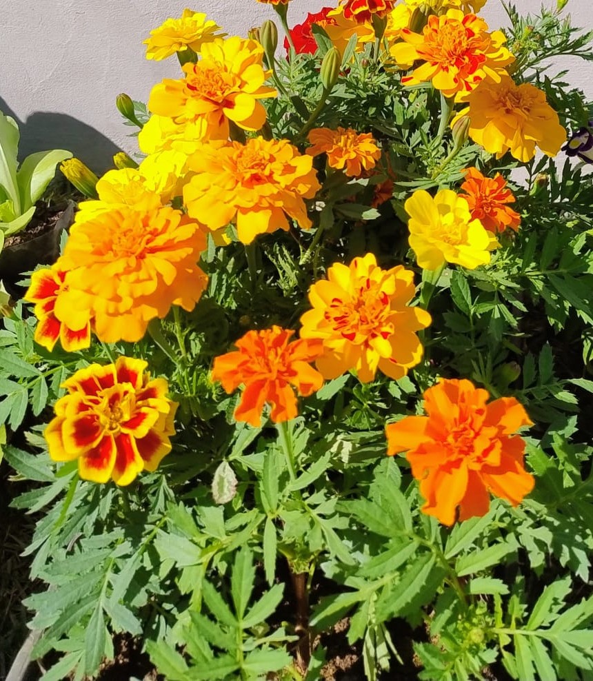Mudas de Tagetes Patula - Yama Flores Funchal