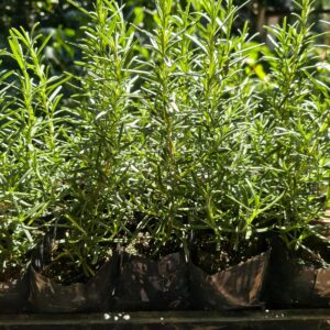 Mudas de Alecrim para Horta de Ervas no Rio de Janeiro - Yama Flores Funchal