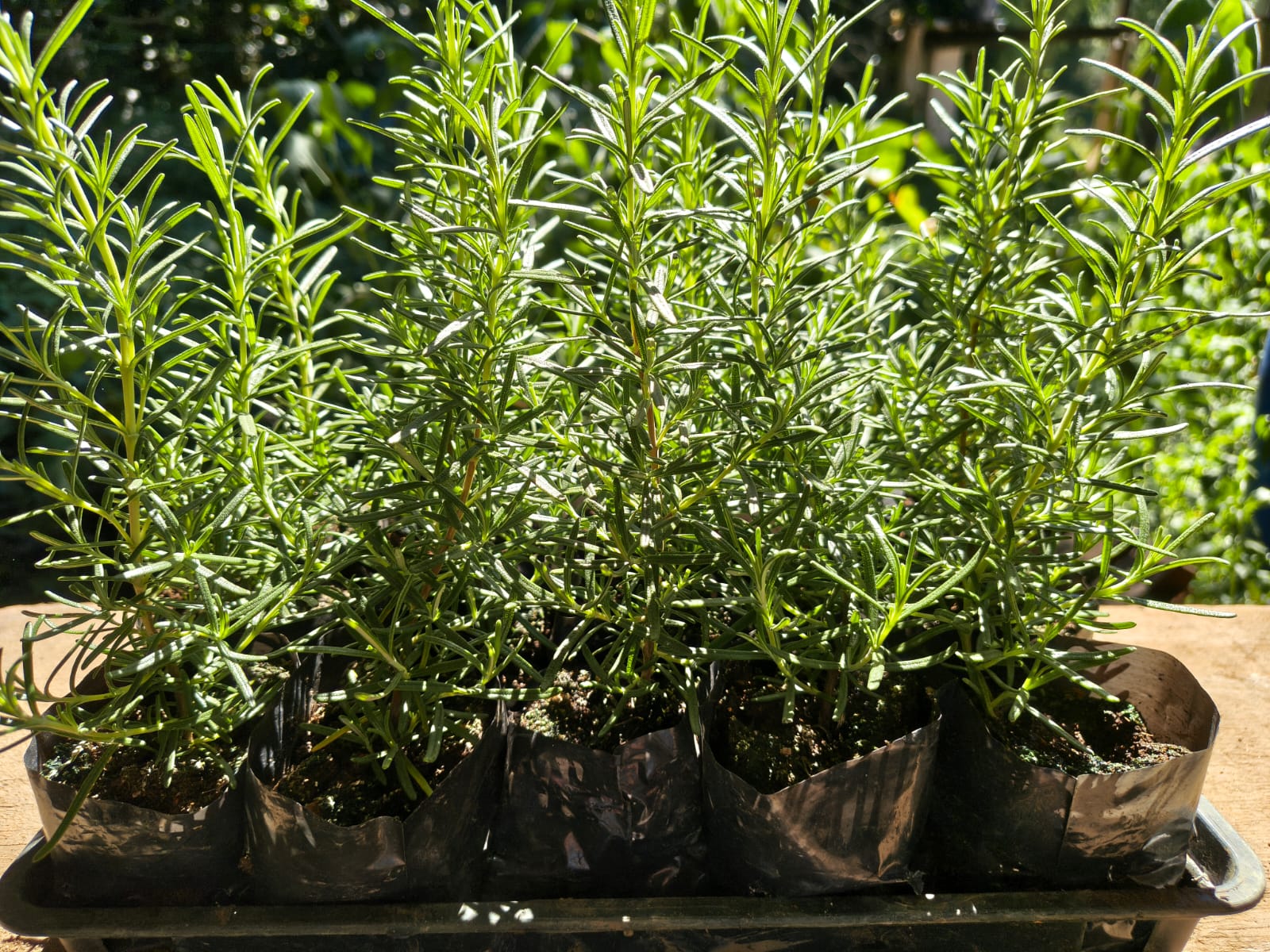 Mudas de Alecrim para Horta de Ervas no Rio de Janeiro - Yama Flores Funchal