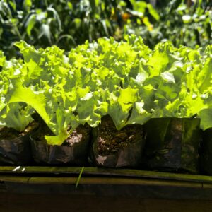 Mudas de Alface Crespa para Horta Caseira no Rio de Janeiro - Yama Flores Funchal
