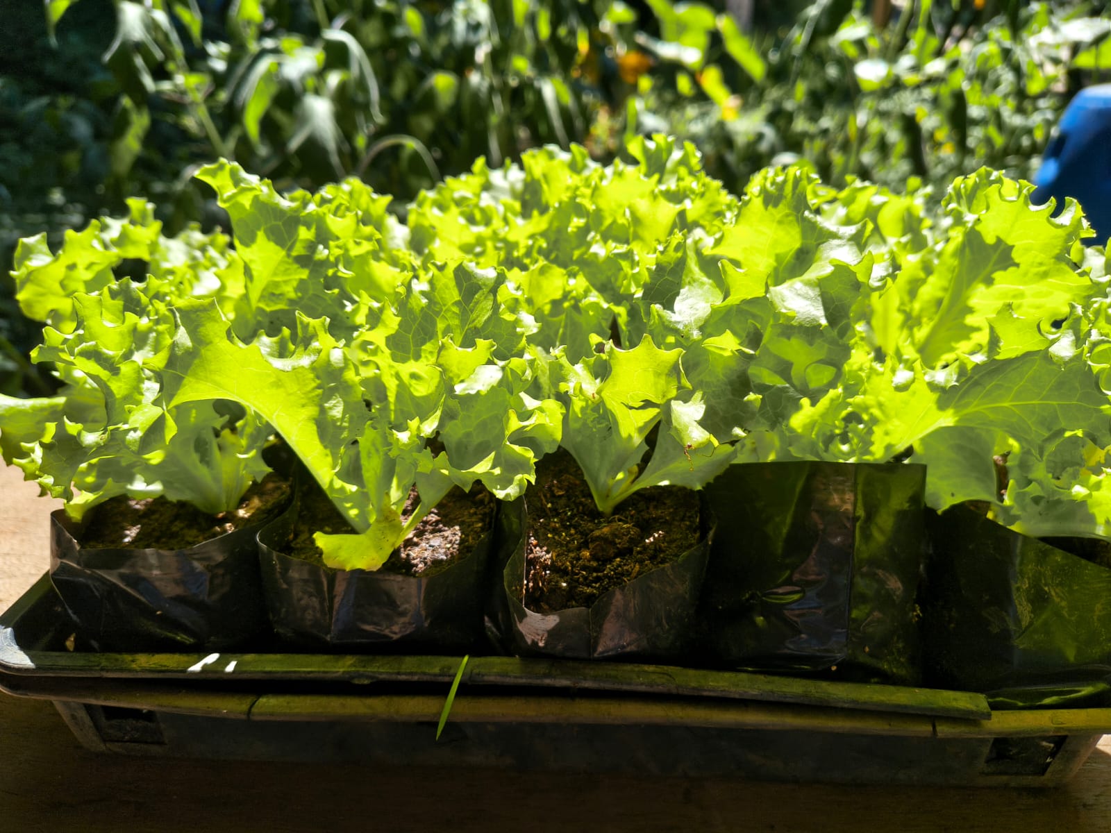 Mudas de Alface Crespa para Horta Caseira no Rio de Janeiro - Yama Flores Funchal