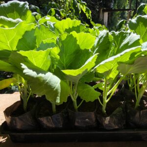 Mudas de Couve para Horta Orgânica no Rio de Janeiro - Yama Flores Funchal