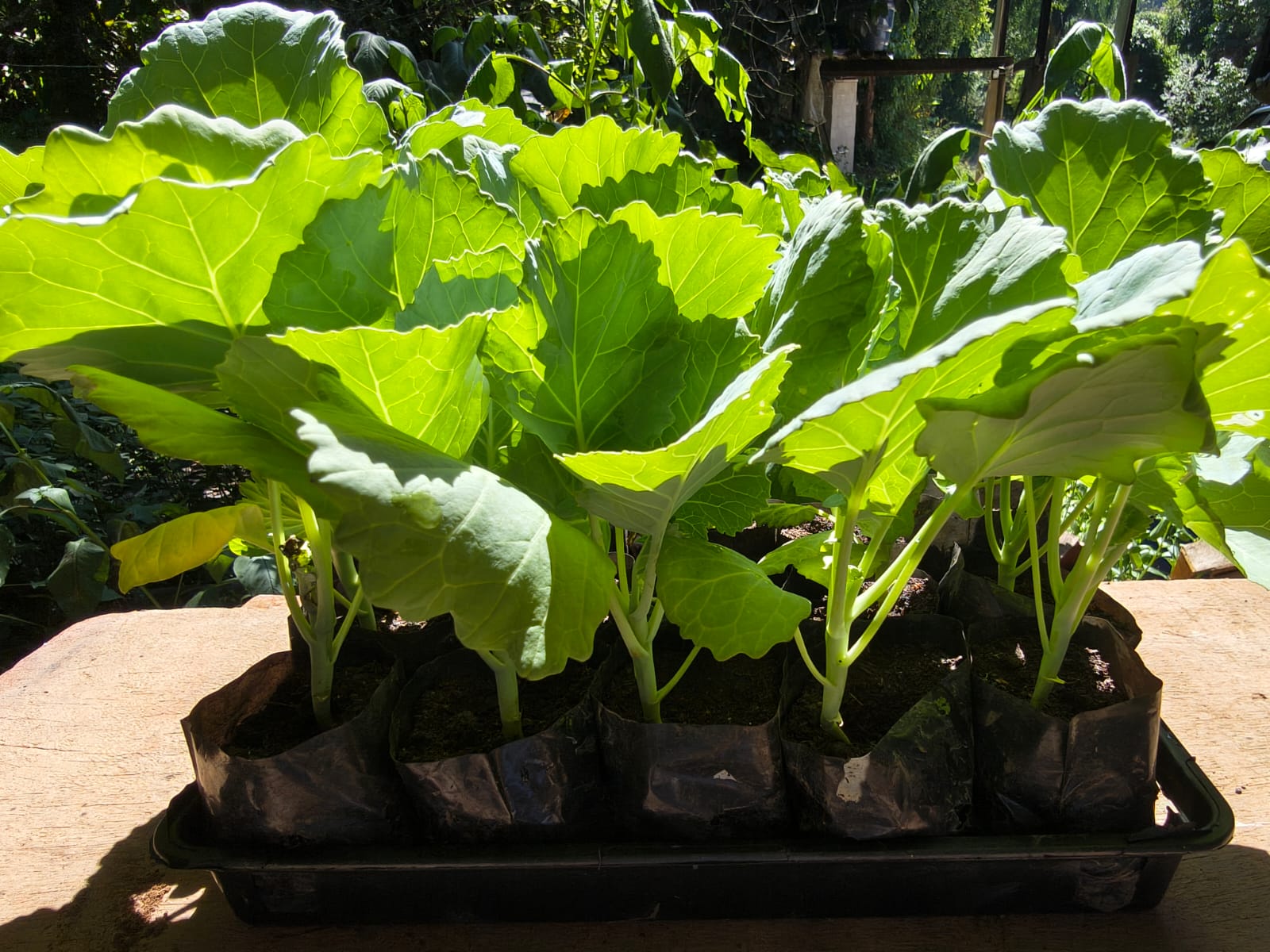 Mudas de Couve para Horta Orgânica no Rio de Janeiro - Yama Flores Funchal