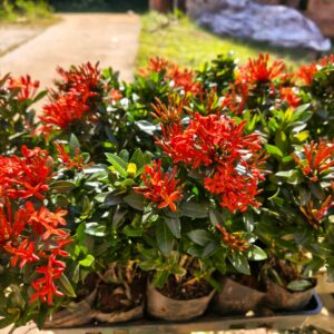 Mudas de Mini Ixora Vermelha para Cercas Vivas - Yama Flores Funchal