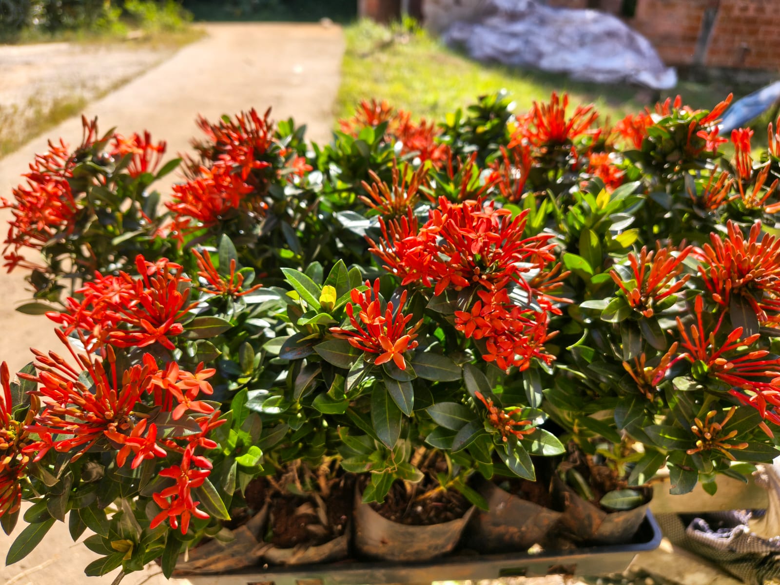 Mudas de Mini Ixora Vermelha para Cercas Vivas - Yama Flores Funchal