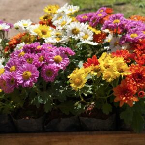 Mudas de Mini-Crisântemo Coloridas - Yama Flores Funchal