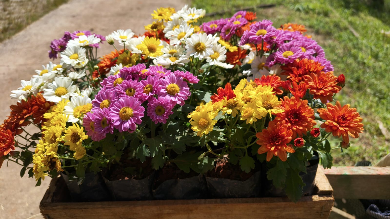 Mudas de Mini-Crisântemo Coloridas - Yama Flores Funchal