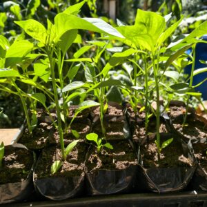 Mudas de Pimentão para Horta Orgânica no Rio de Janeiro - Yama Flores Funchal