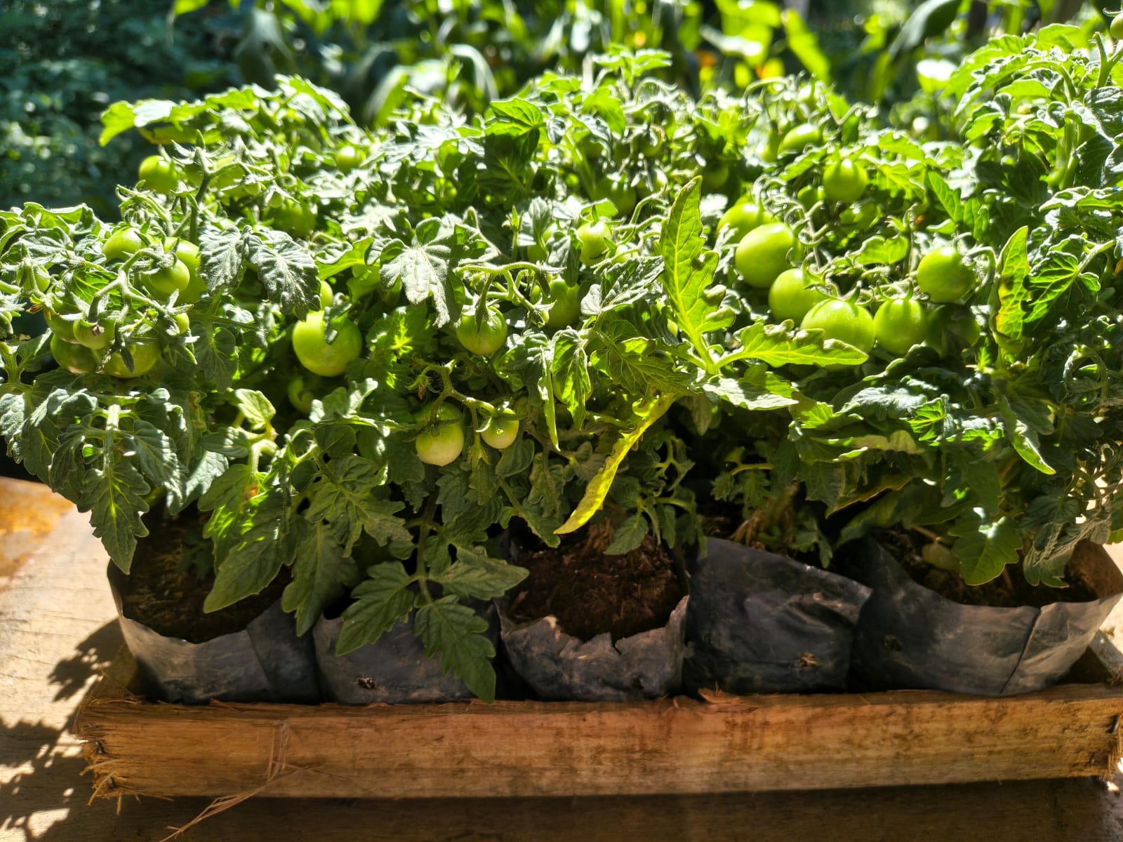 Mudas de Tomate Cereja para Horta em Casa no Rio de Janeiro - Yama Flores Funchal
