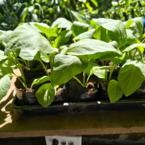 Mudas de Berinjela para Horta no Rio de Janeiro - Yama Flores Funchal