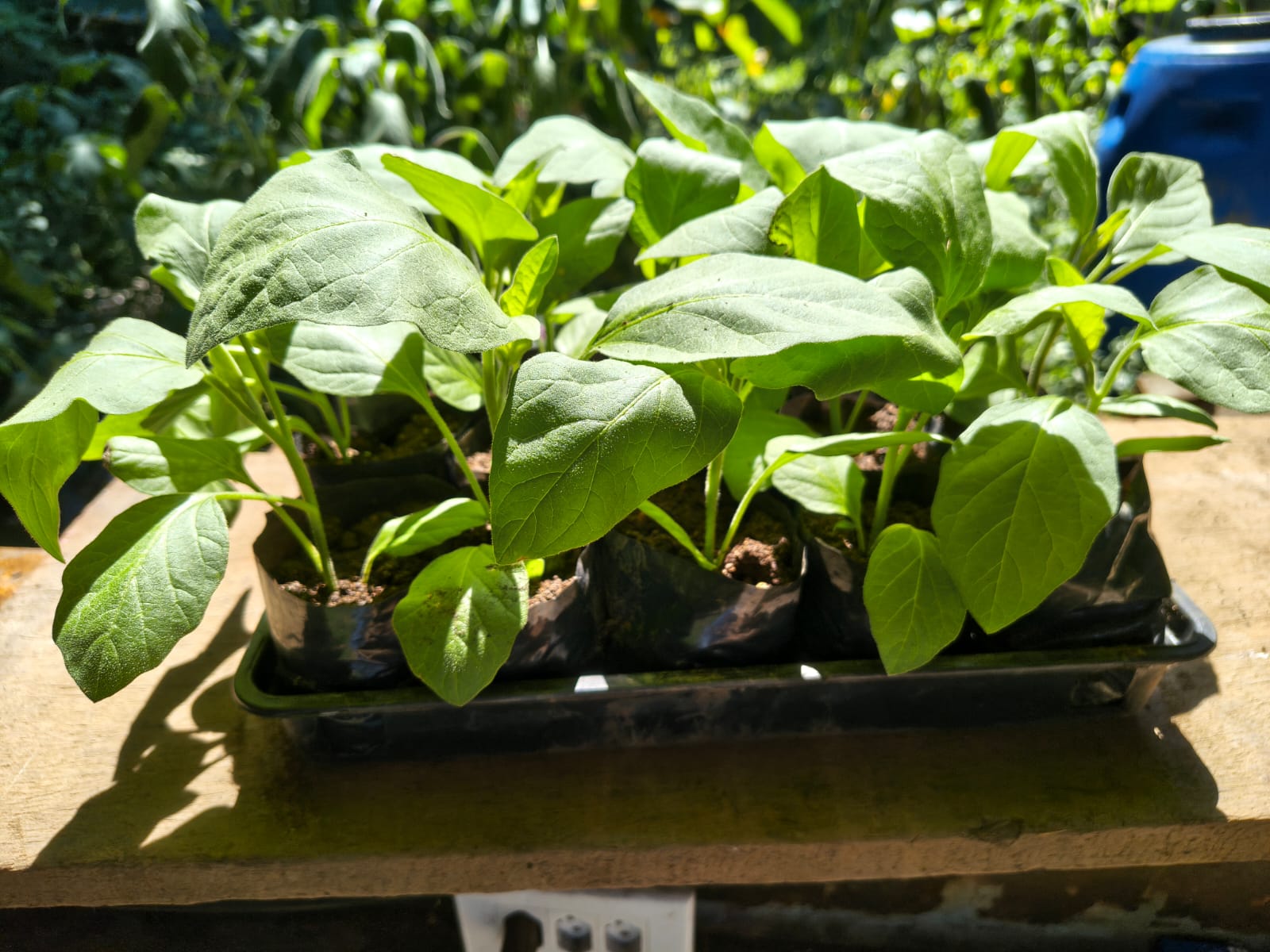Mudas de Berinjela para Horta no Rio de Janeiro - Yama Flores Funchal