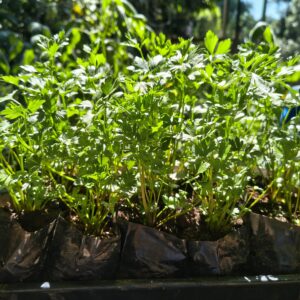 Mudas de Salsinha para Horta de Temperos no Rio de Janeiro - Yama Flores Funchal