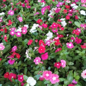 Mudas de Vinca Sortidas Resistentes ao Sol - Yama Flores Funchal