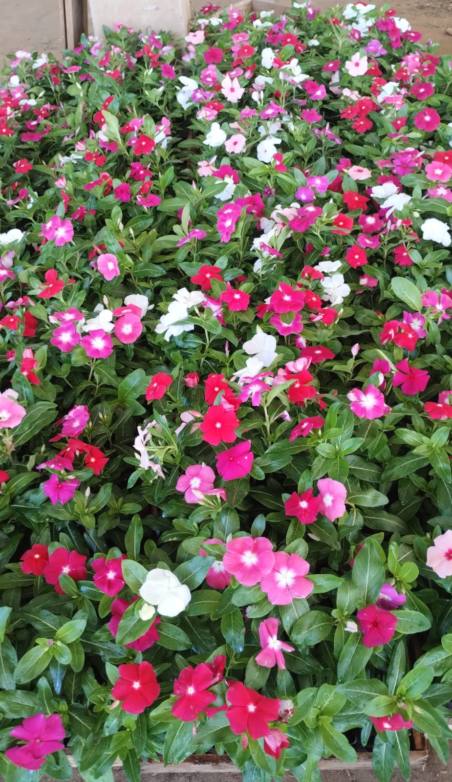 Mudas de Vinca Sortidas Resistentes ao Sol - Yama Flores Funchal